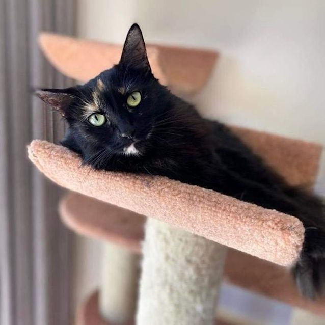 Photo of 6017   Lou Lou 