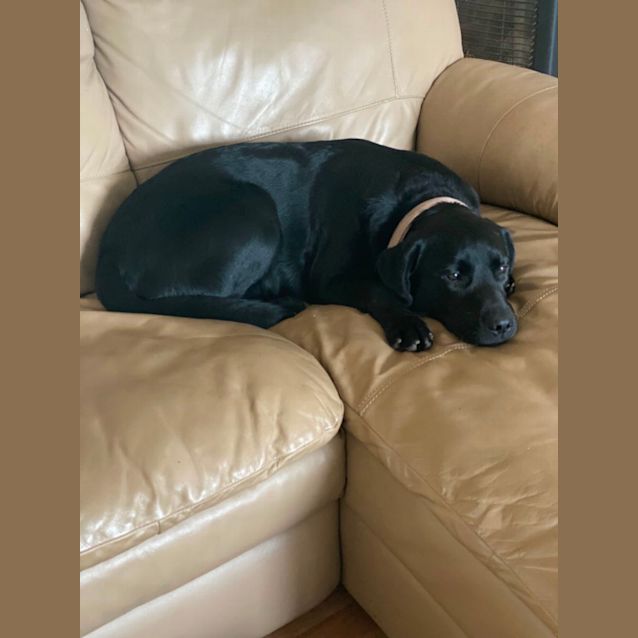 Photo of Nellie 🐶💓Assisted Rehome 