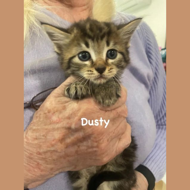 Photo of Dusty