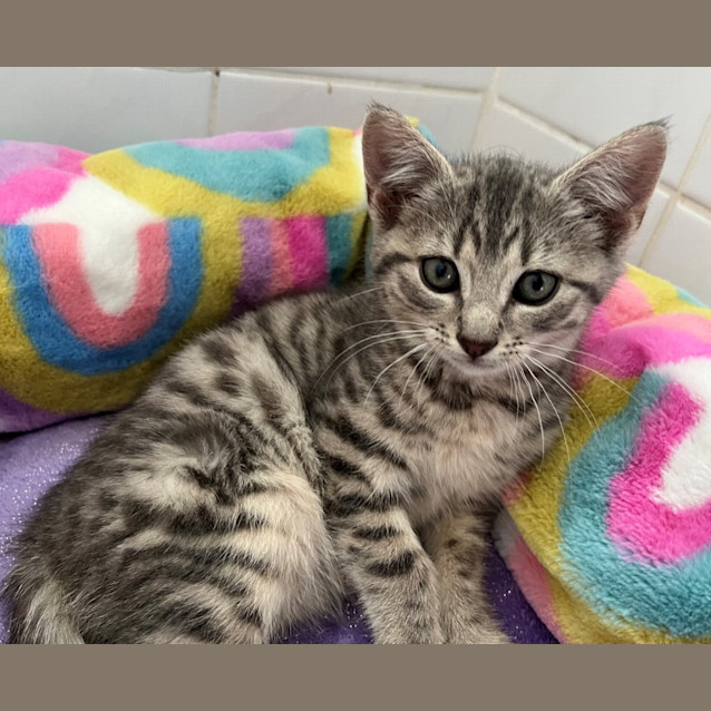 Photo of Marshmallow