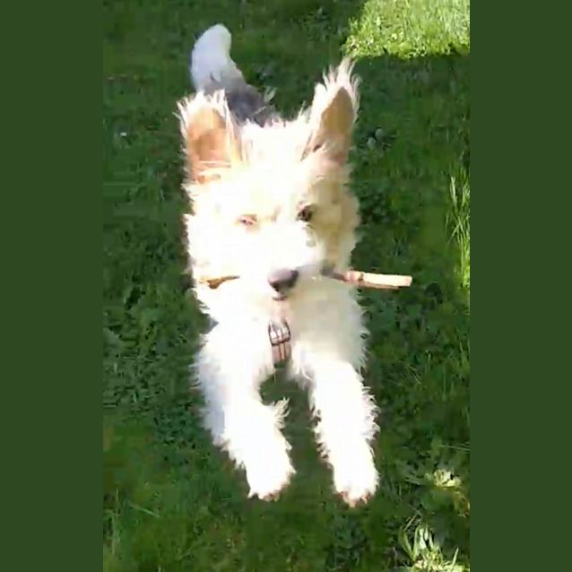Photo of Scruffy