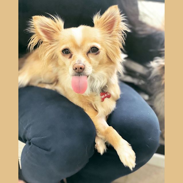 Photo of Pepper