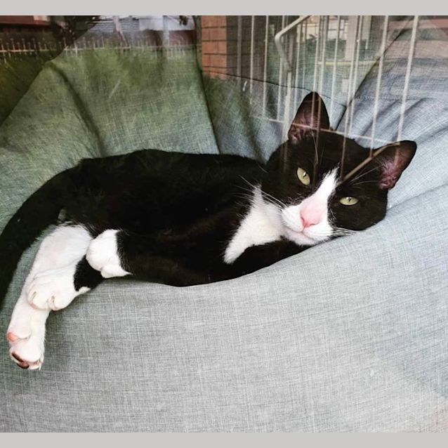 Photo of Skylar & Kovu