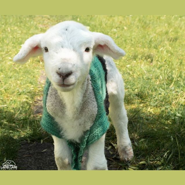 Photo of Nutmeg And Sylvie