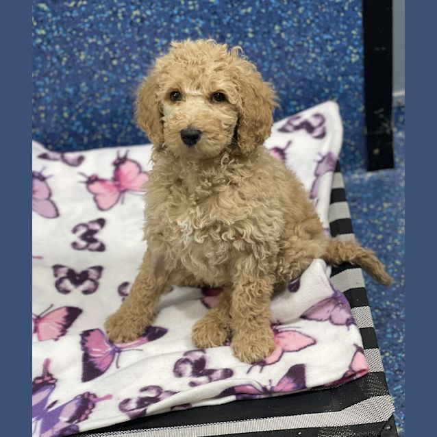 Photo of Pippa