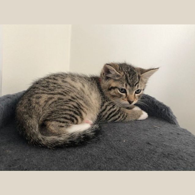 Photo of C1086 Robin