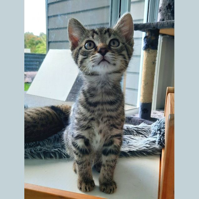 Photo of C1087 Maurice