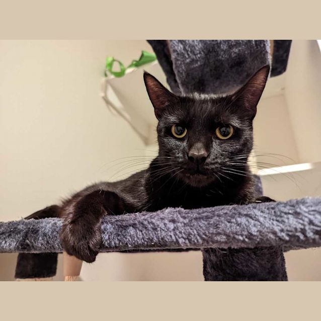 Photo of Luna