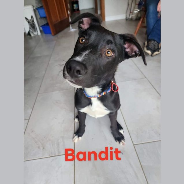 Photo of Bandit 