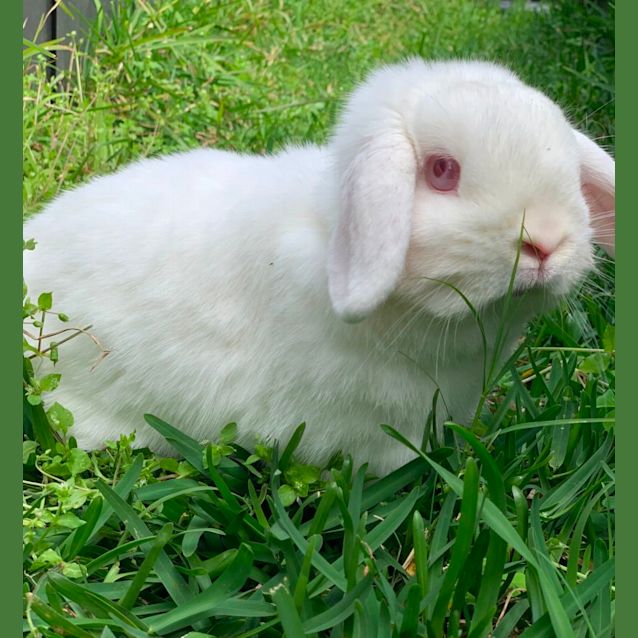 Photo of Miffy