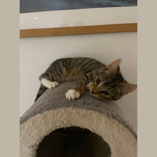 Photo of Boots Meet Me At Petstock Chelsea Store 