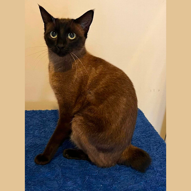 Photo of Juniper 
