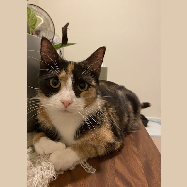 Photo of Savannah