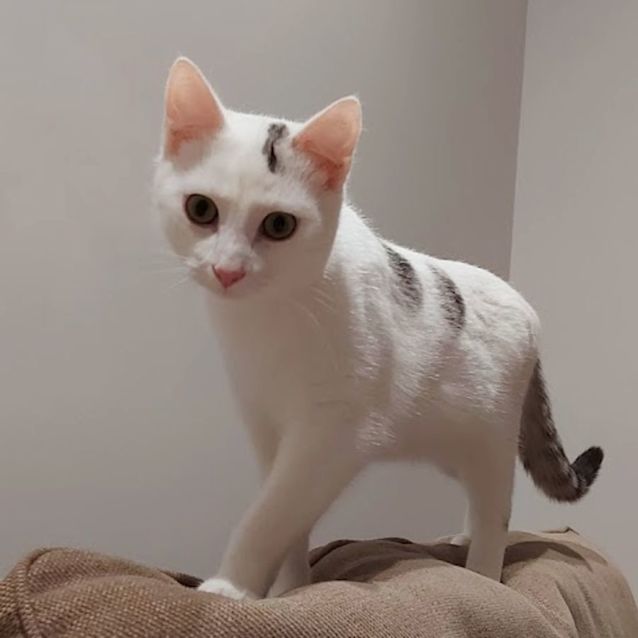 Photo of Nugget Stk010003