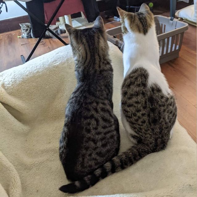 Photo of Lynx And Python