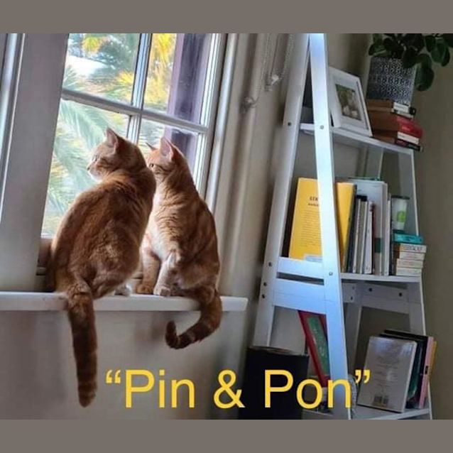 Photo of Pin And Pon 