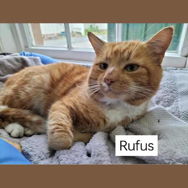 Photo of Rufus