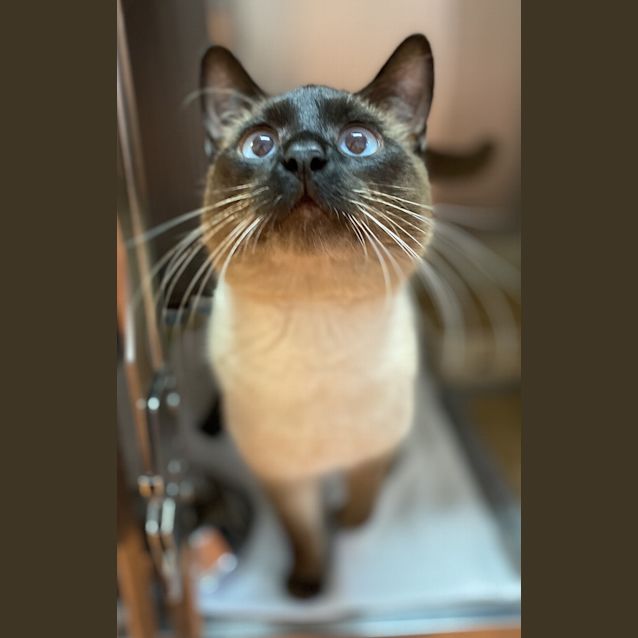 Photo of Fig