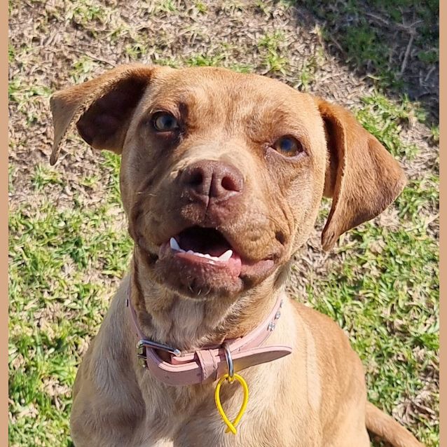 Photo of Nala