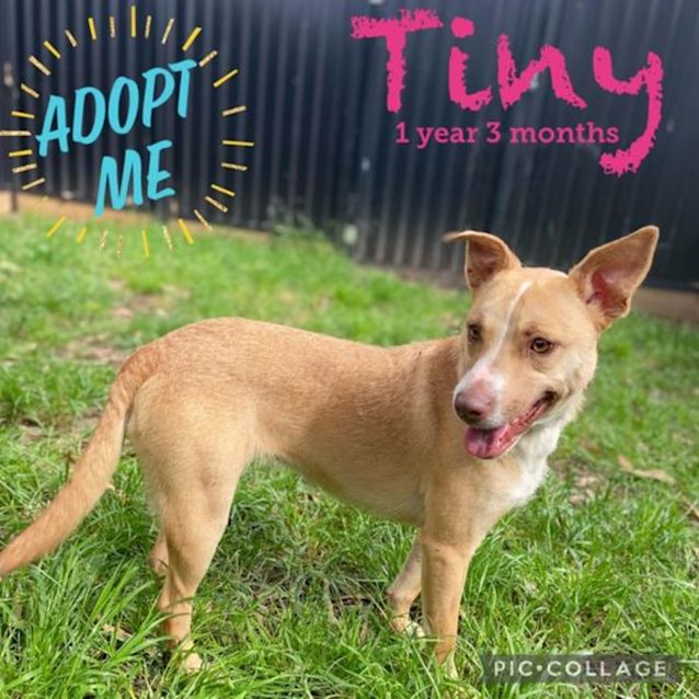 Photo of Tiny