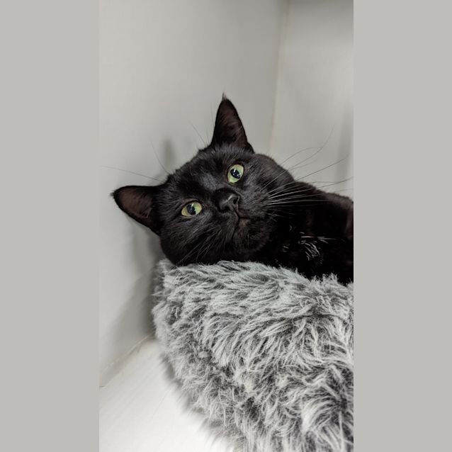 Photo of Nemo