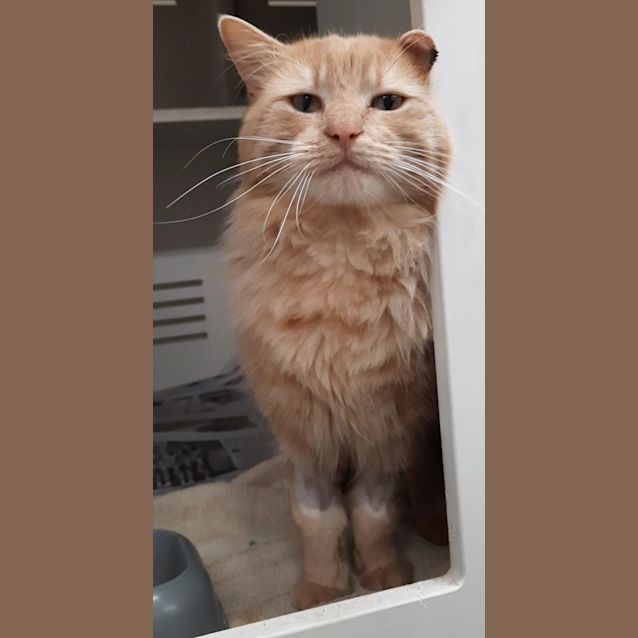 Photo of Nugget