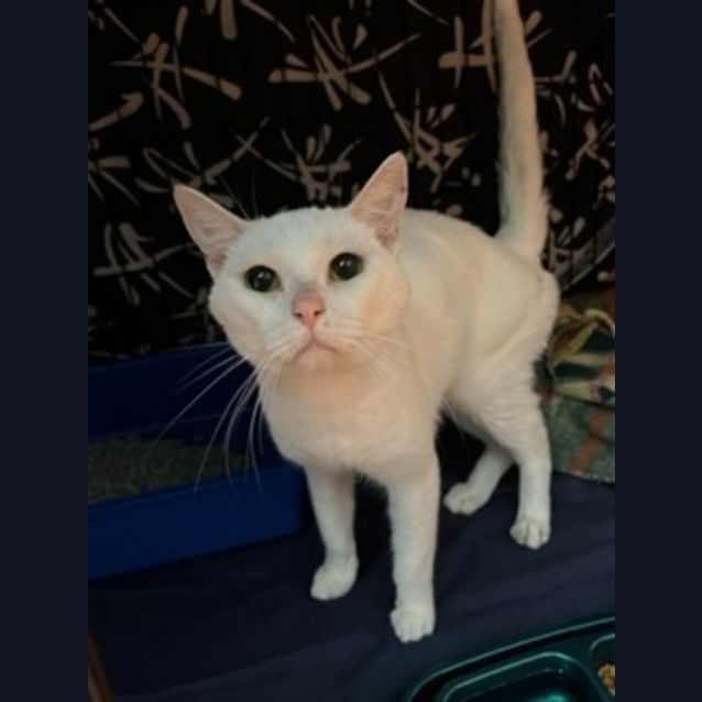 Photo of Tank