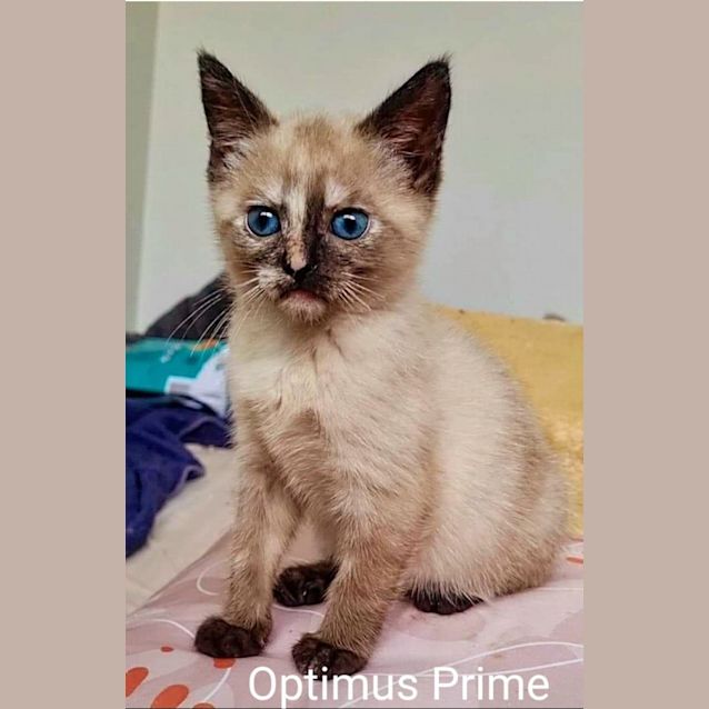 Photo of Optimus Prime