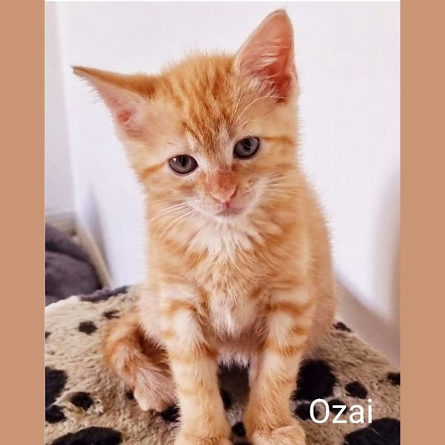 Photo of Ozai