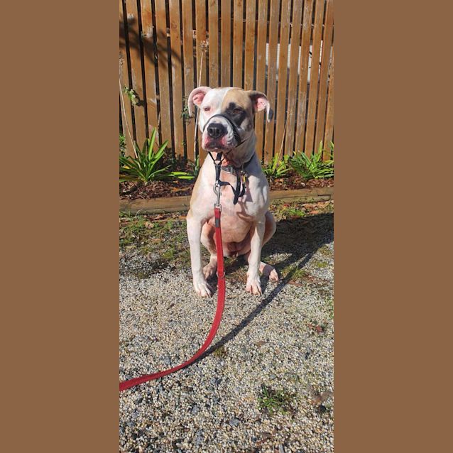Photo of Willow
