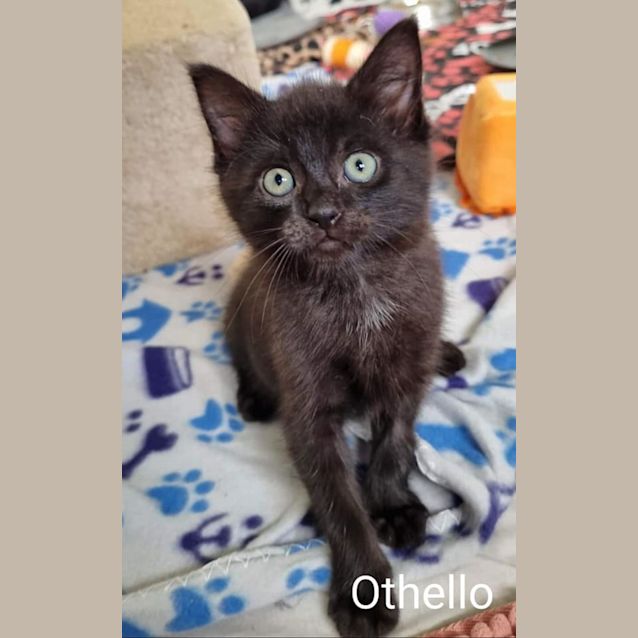 Photo of Othello