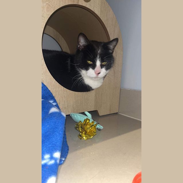 Photo of Bruce ~ Meet Me @ Pet Stock Keysborough 😺