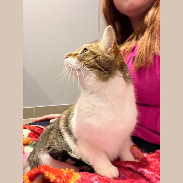 Photo of Sally ~ Meet Me @ Pet Stock Mornington 😺