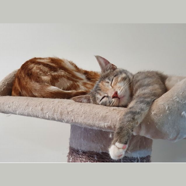 Photo of Lucky Tato
