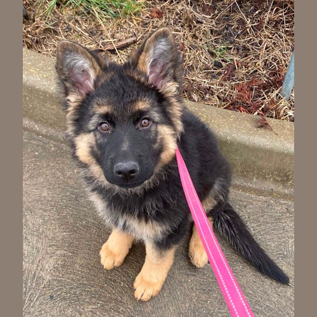 German Shepherd - Fluffy Bear