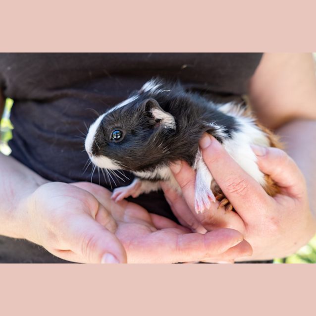 Photo of Oreo