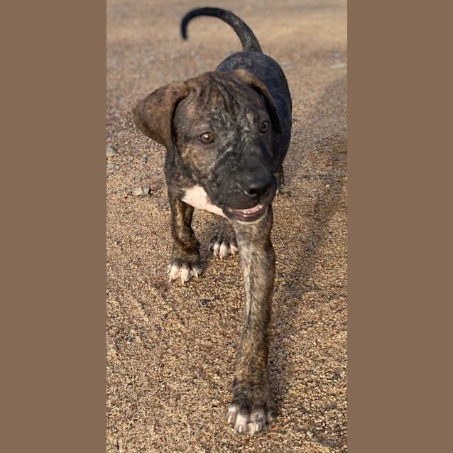 Photo of Boof / Buddy