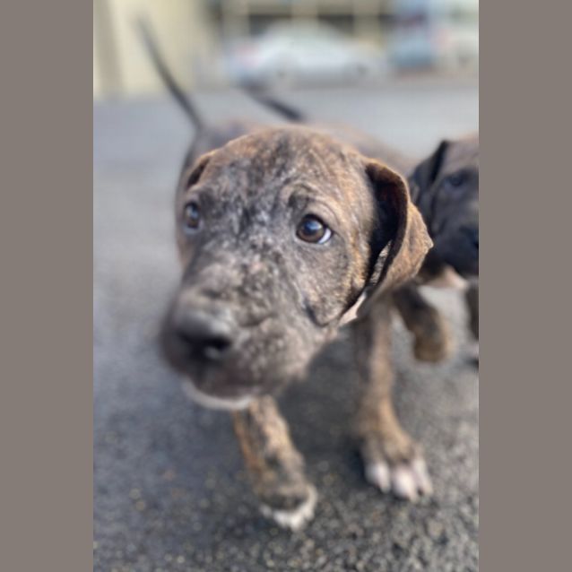 Photo of Boof / Buddy