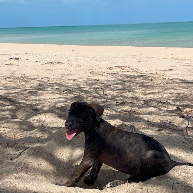 Photo of Boof / Buddy