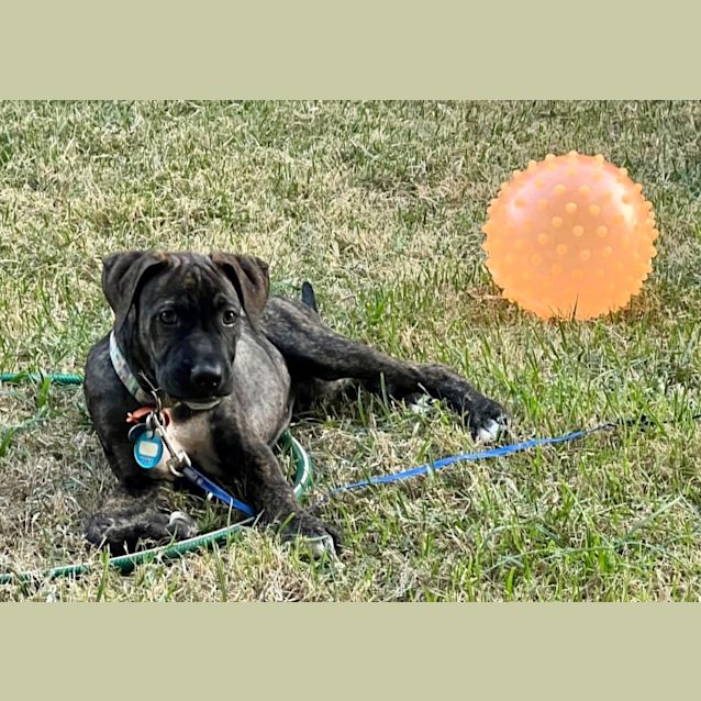 Photo of Boof / Buddy