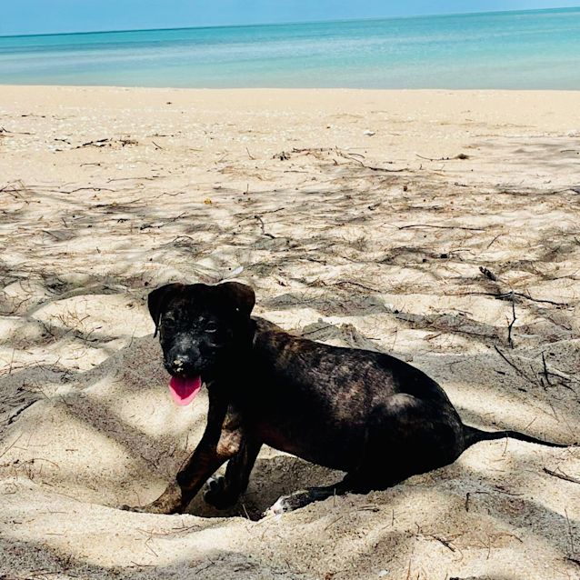 Photo of Boof / Buddy