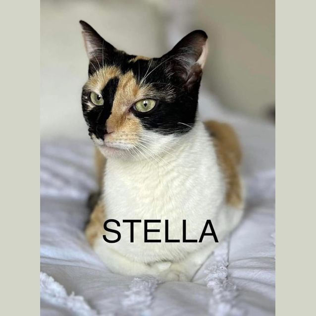 Photo of Stella