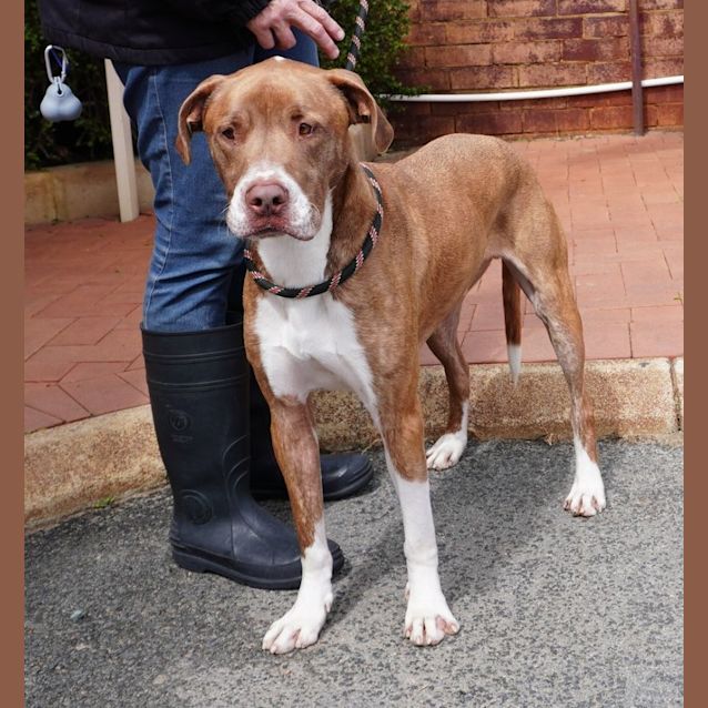 Photo of Barney 2nd Of 4 Sponsored Adoptions