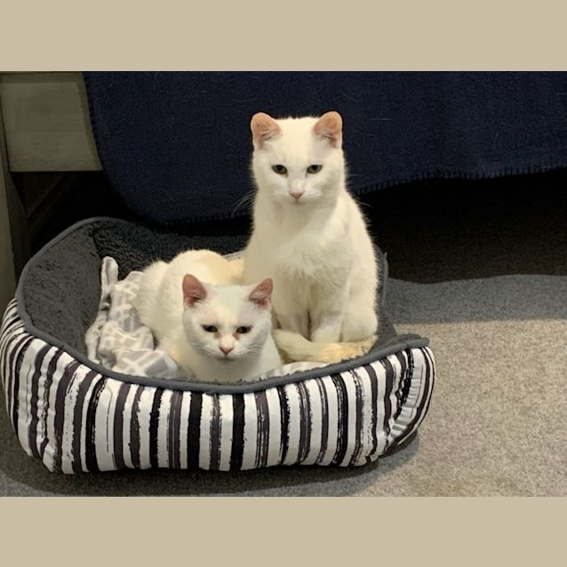 Photo of Marshmallow