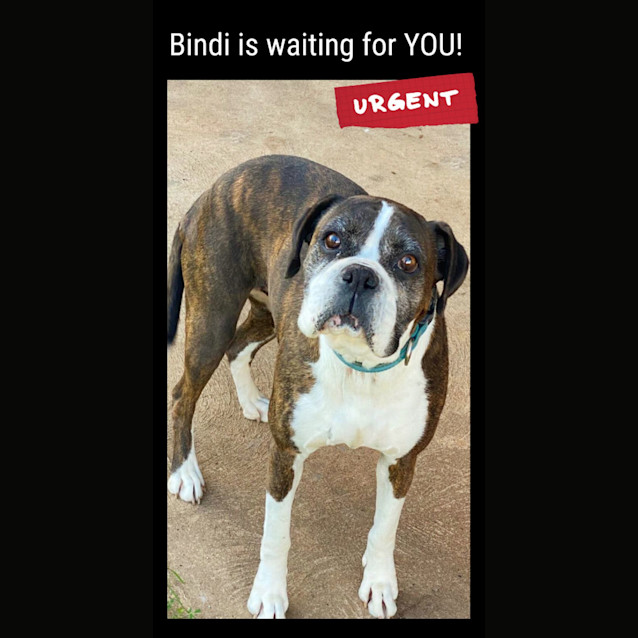 Photo of Bindi