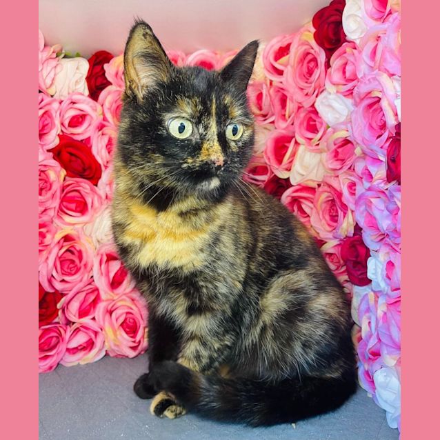 Photo of Autumn   Meet Me At Pet Stock Mitcham