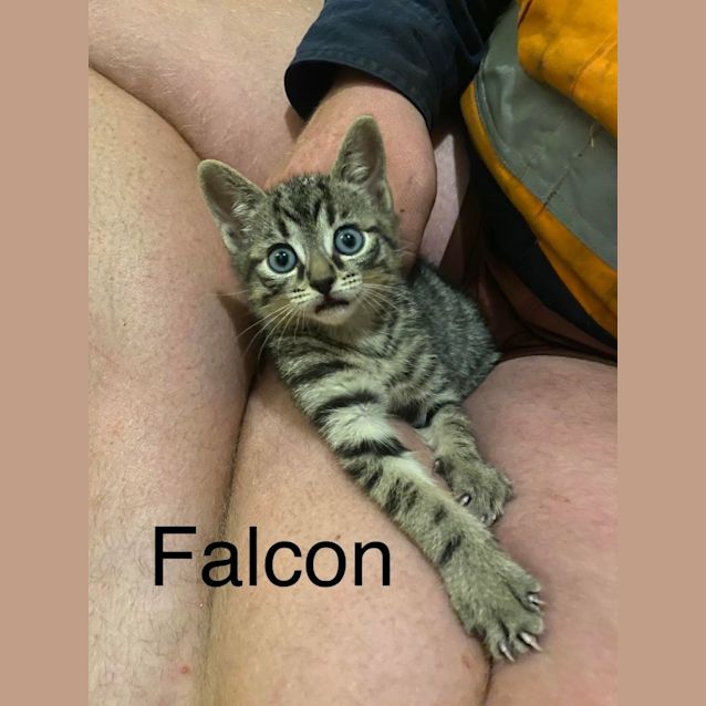 Photo of Falcon