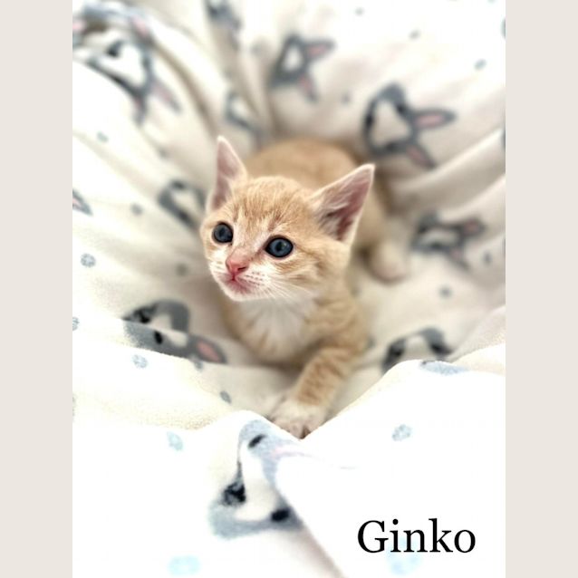 Photo of Ginko