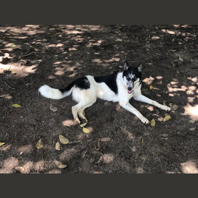 Borzoi husky mix top