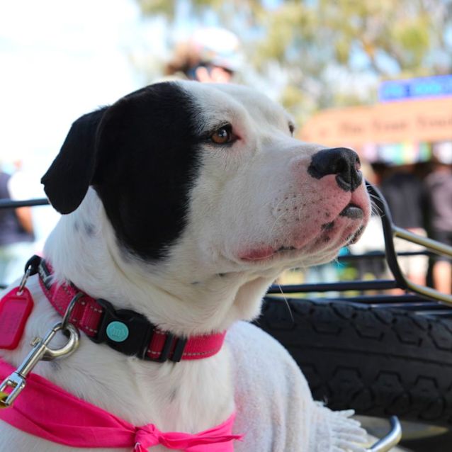 Photo of Xena Dl2938